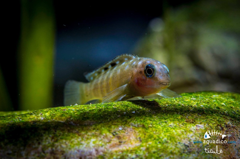 Spathodus cf. erythrodon 'Kekese'